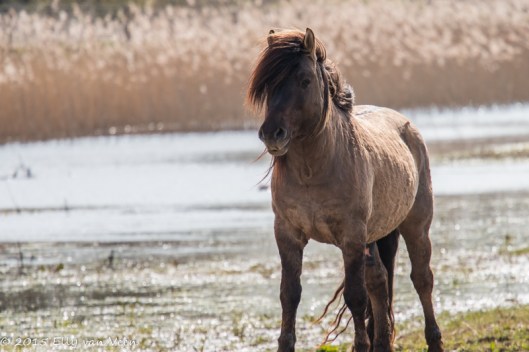 Tot hier en niet verder !