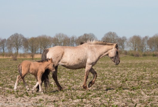 Konikpaard met veulen