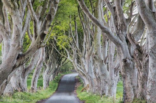Dark Hedges