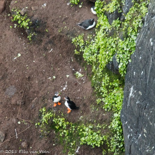 Papegaaiduikertjes op Rathlin Island