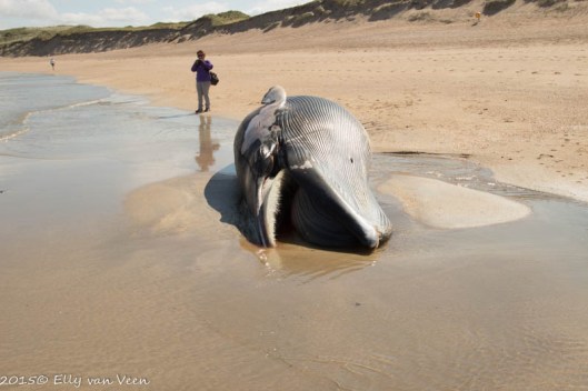 Walvis op het strand