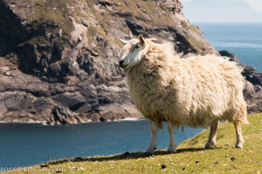 Overal schapen, je kunt er echt niet omheen