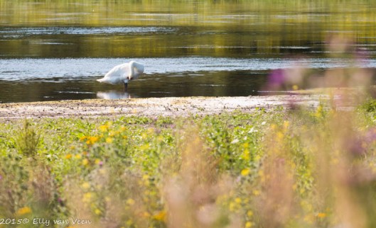 een zwaan poets zijn veren