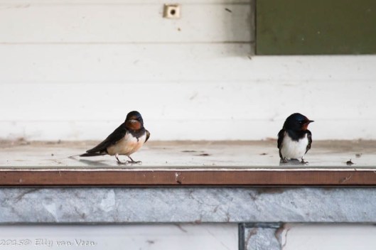 de boerenzwaluwtjes houden ons goed in de gaten