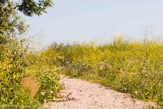 de paden zijn omringd door bloeiend koolzaad