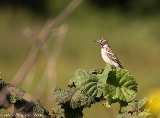 Juveniel gele kwikstaart
