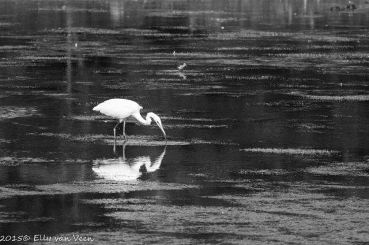 de zilverreiger in zwart-wit