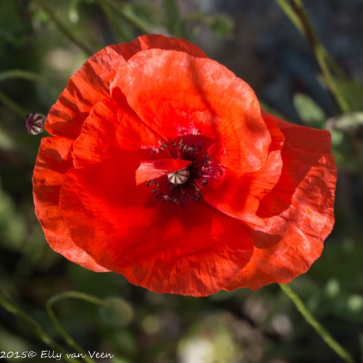 Oostvaardersveld-0594