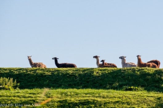 Verkeerde camera-instellingen bij de lama's