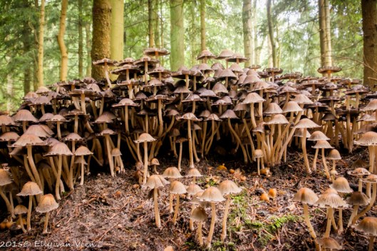 Nog meer paddestoelen