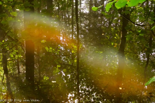 De herfstkleuren zijn prachtig zichtbaar in het water