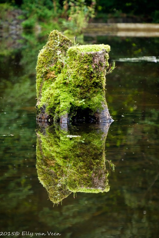 Reflectie in het water