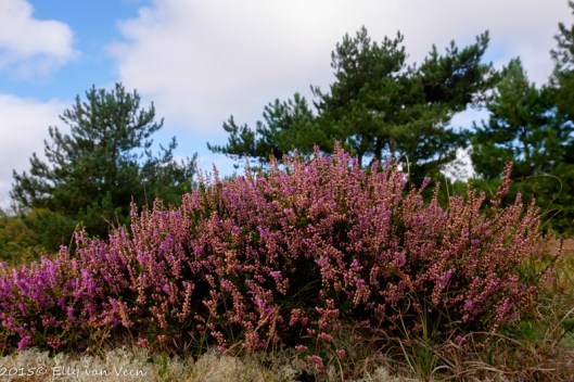 De heide bloeit nog