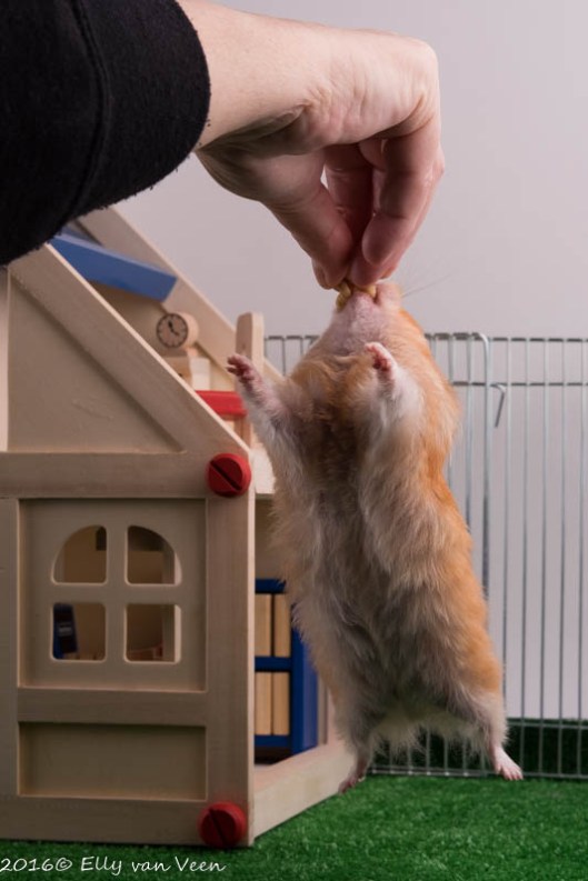 Geef hier die walnoot... 