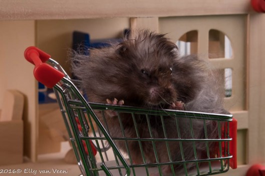 even die AH-hamster nadoen..