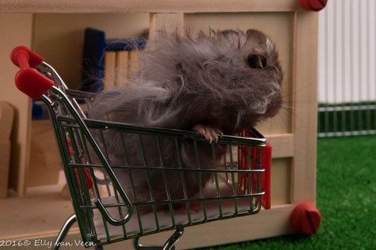 zo uit bed, dus de haren nog niet gekamd...