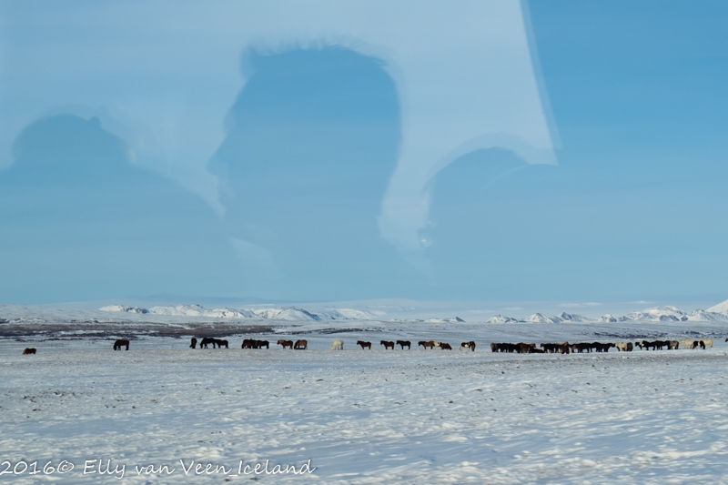 IJslanders in het veld