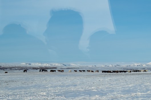 IJslanders in het veld