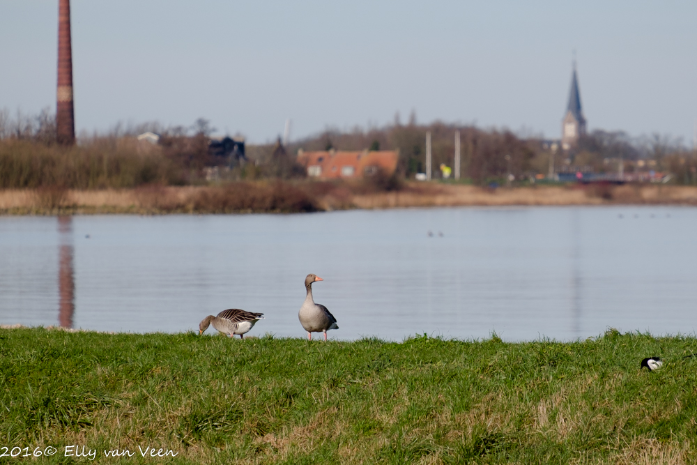 De Vooroever