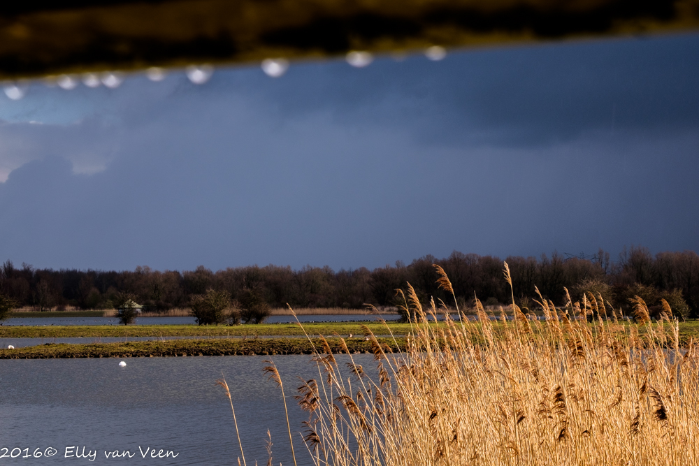 Oostvaardersveld
