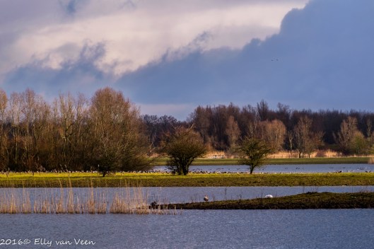 Oostvaardersveld