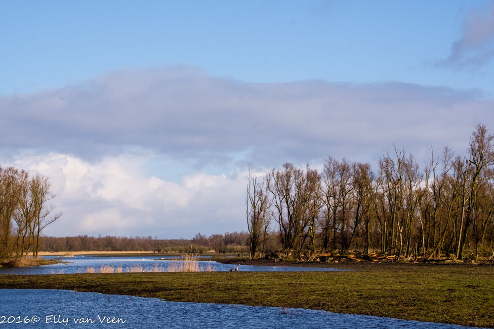 Oostvaardersveld