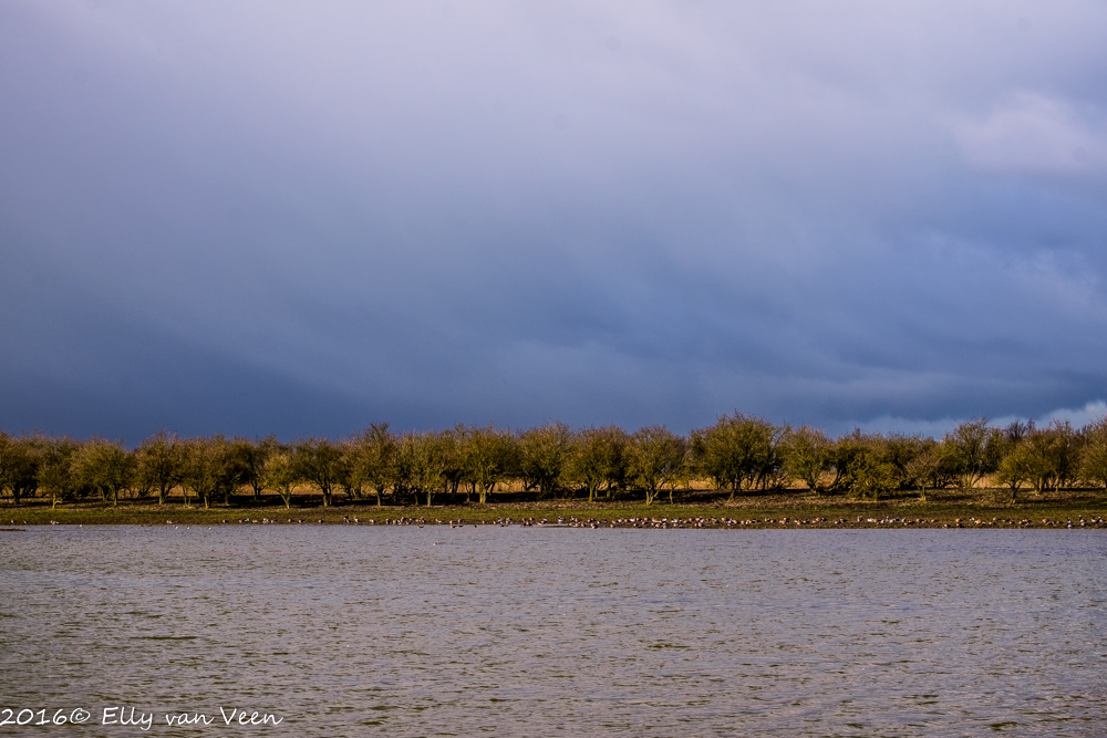 Oostvaardersveld