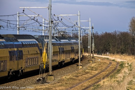 Oostvaardersplassen-