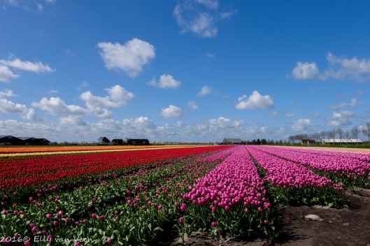 tulpenveld-6370
