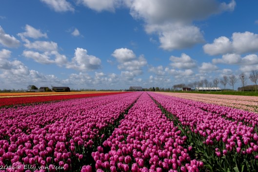 tulpenveld-6390