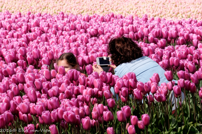 tulpenveld-6457
