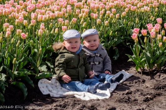 tulpenveld-6465
