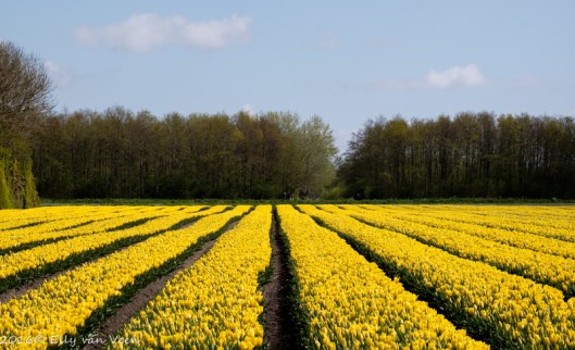 tulpenveld-6467