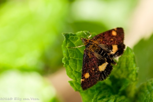 muntvlinder-7225