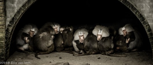 Dierenpark amersfoort--3