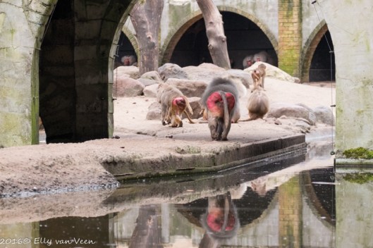 Dierenpark amersfoort-5385