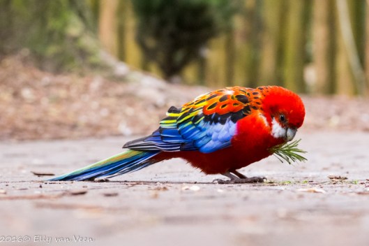 Dierenpark amersfoort-5676