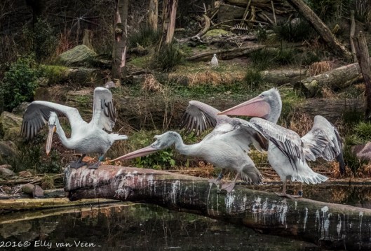 Dierenpark amersfoort-5745