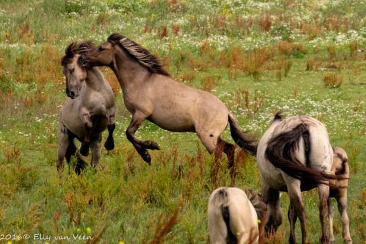 Konikpaard-7812