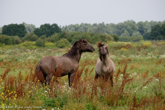 Konikpaard-7885