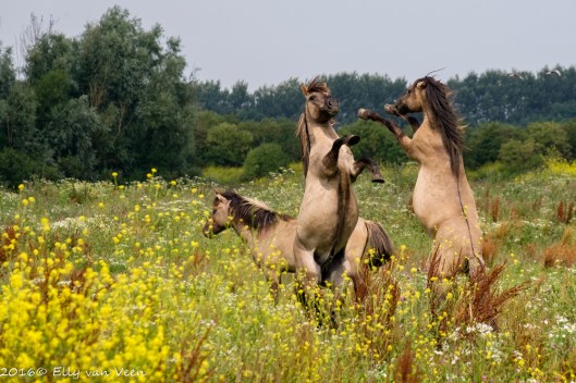 Konikpaard-7943