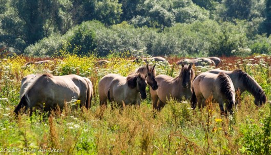 konikpaarden-7665