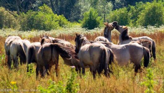 konikpaarden-7668