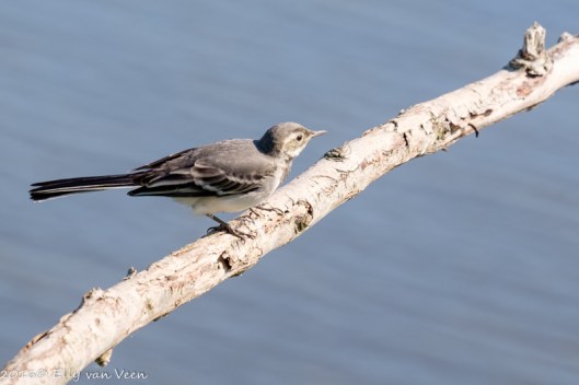 kwikstaart wit juveniel-7606