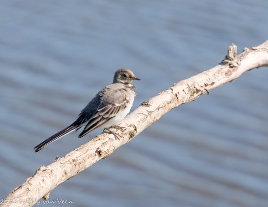 kwikstaart wit juveniel-7608