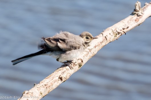 kwikstaart wit juveniel-7609