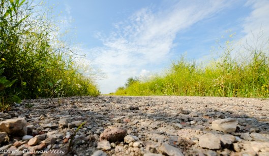 Oostvaardersveld-6784