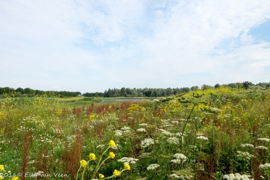 Oostvaardersveld-6795
