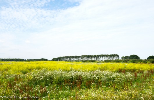 Oostvaardersveld-6797