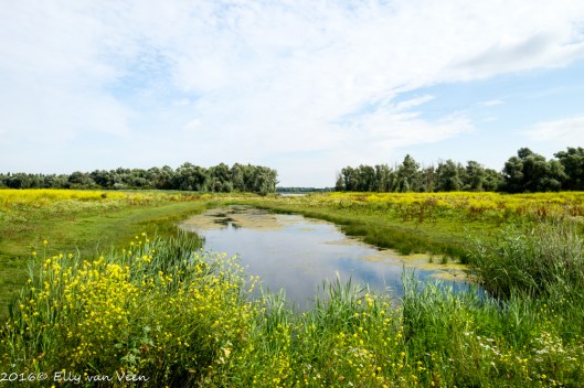 Oostvaardersveld-6800